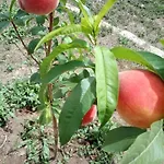 Nonna Anna A Plemmirio Villa
