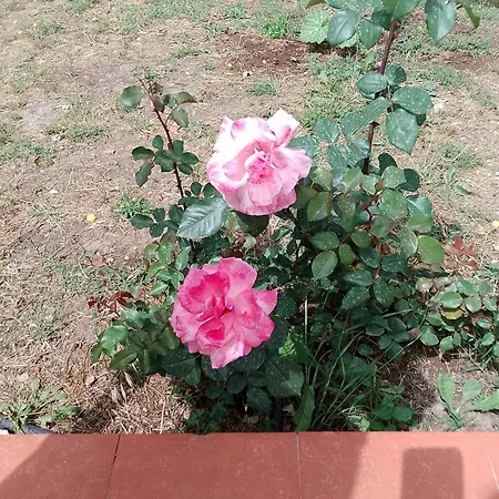 Nonna Anna A Plemmirio * سيراكوزا